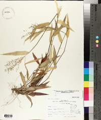 Panicum commutatum image