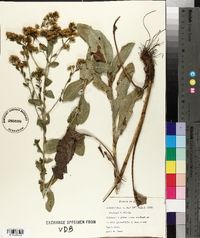 Solidago rigida image