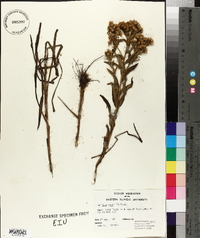 Solidago riddellii image