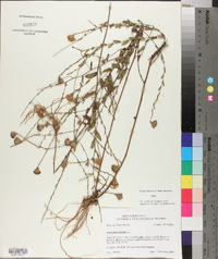 Symphyotrichum patens var. patens image