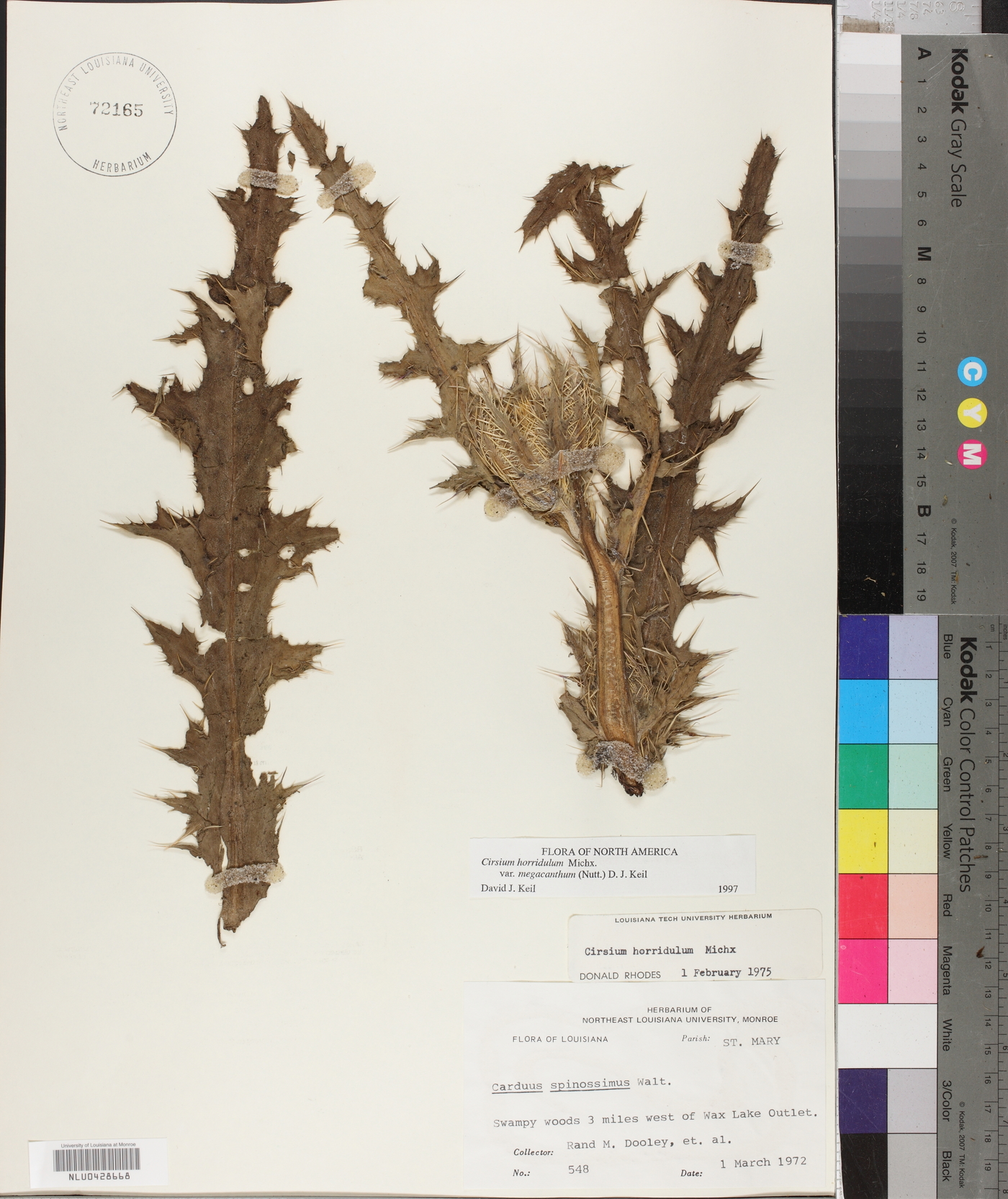 Cirsium horridulum var. megacanthum image