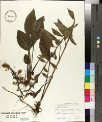 Solidago salicina image