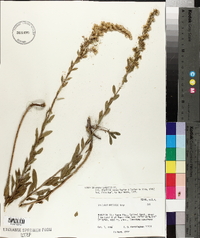 Solidago scabrida image