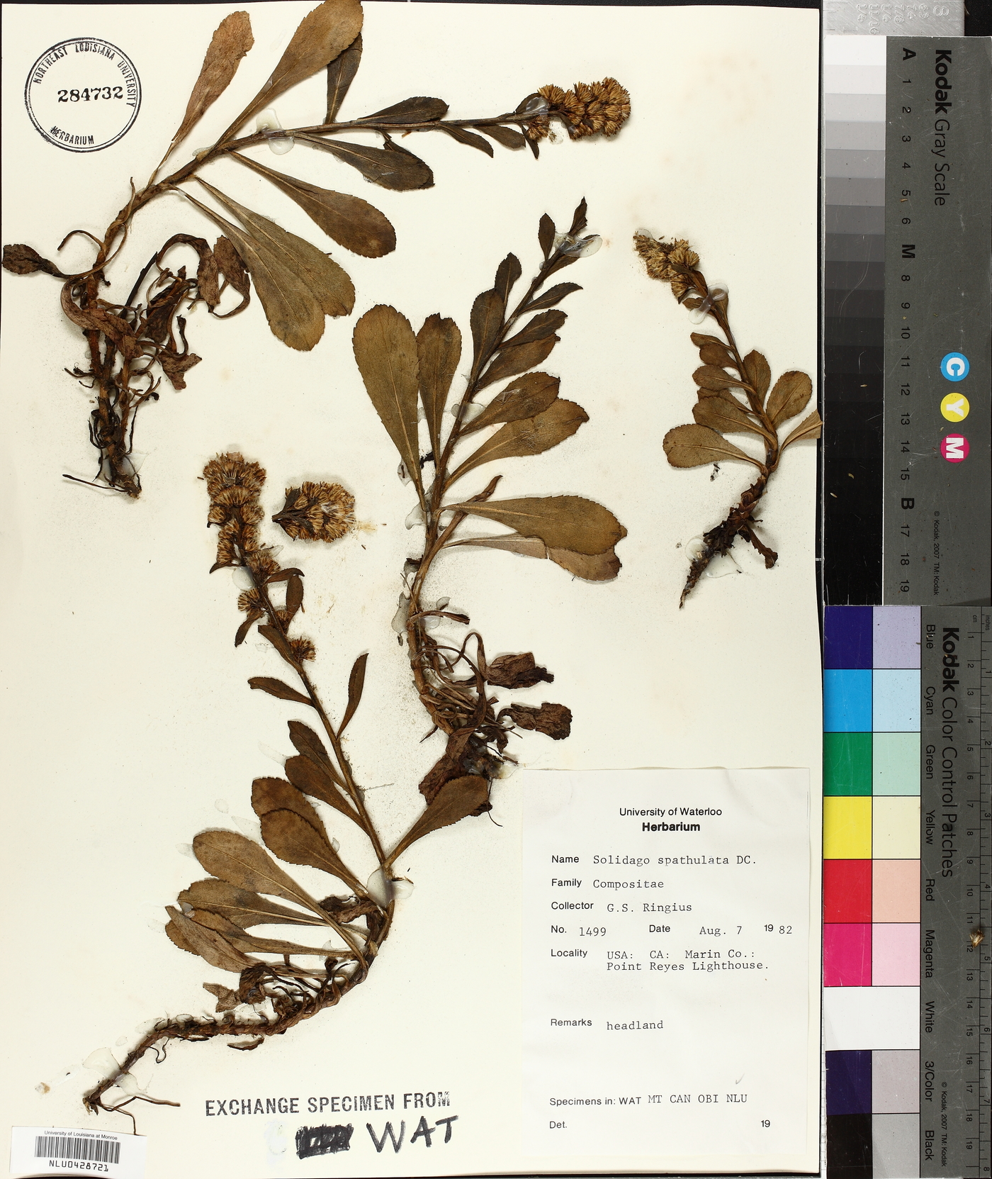 Solidago spathulata image