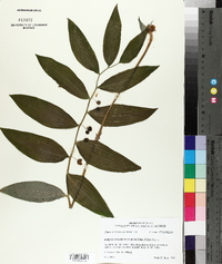 Polygonatum pubescens image