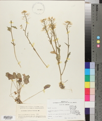 Cardamine bulbosa image