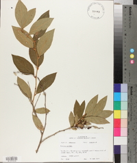 Lyonia mariana image