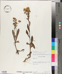 Solidago multiradiata image