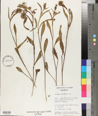 Solidago multiradiata image