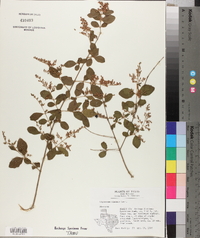 Ligustrum sinense image