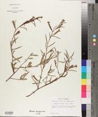 Ludwigia octovalvis image