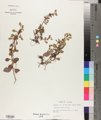 Ludwigia repens image