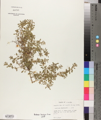 Ludwigia spathulata image