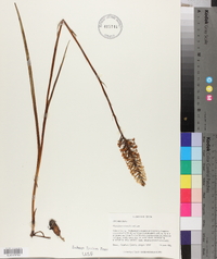 Platanthera nivea image