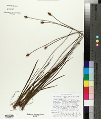 Xyris stricta var. obscura image