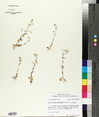 Draba brachycarpa image