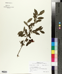 Lonicera morrowii image