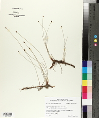 Eleocharis tenuis var. borealis image