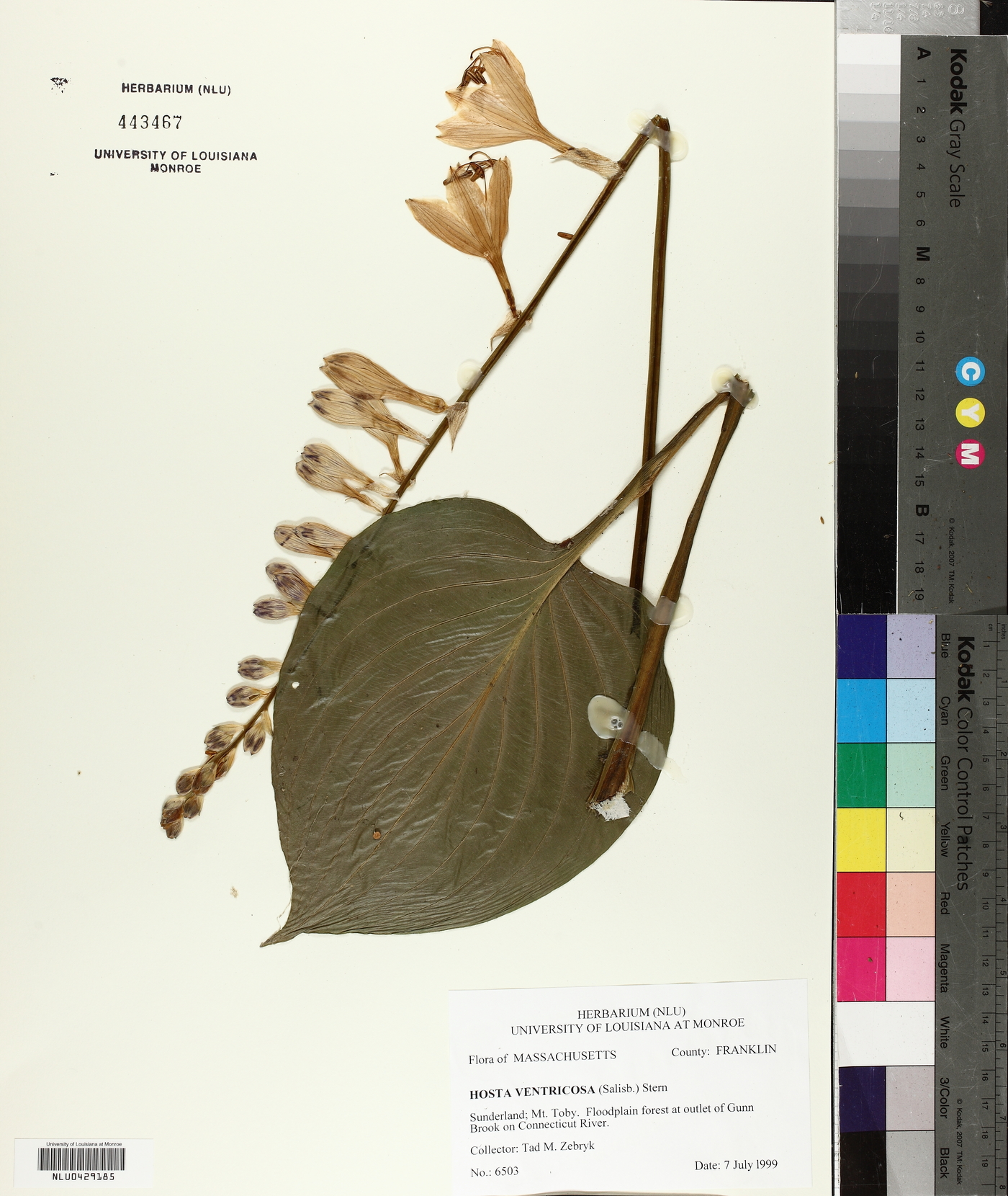 Hosta ventricosa image