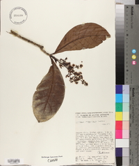 Elaeagia uxpanapensis image