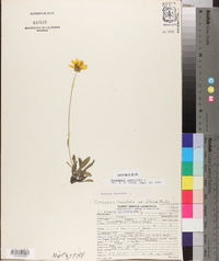 Coreopsis lanceolata image