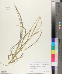 Glyceria melicaria image