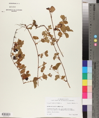 Rubus flagellaris image