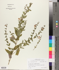 Scutellaria galericulata image