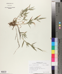 Panicum villosissimum image