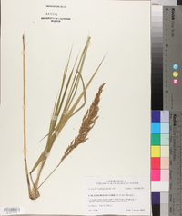 Calamagrostis stricta image