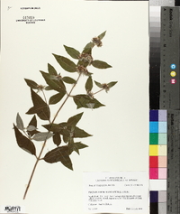 Pycnanthemum incanum image