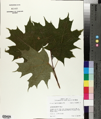 Acer nigrum image