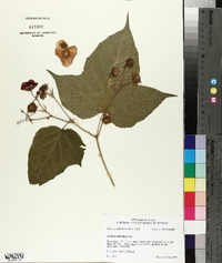 Rubus odoratus image