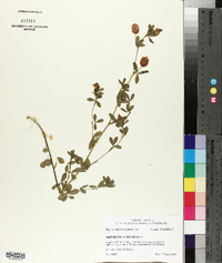 Trifolium aureum image