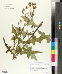 Lactuca biennis image