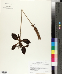 Goodyera pubescens image