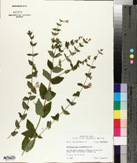 Scutellaria galericulata image