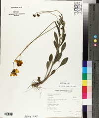 Coreopsis lanceolata image