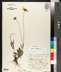 Coreopsis lanceolata image