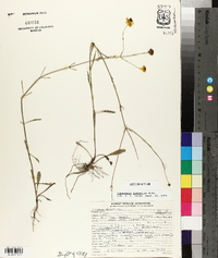 Coreopsis linifolia image