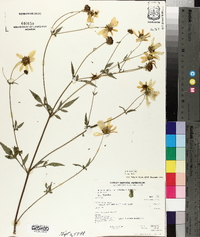 Bidens aristosa image