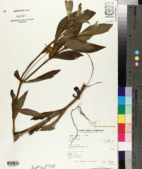 Bidens laevis image