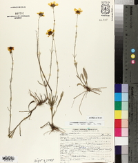 Coreopsis linifolia image