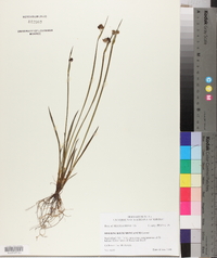 Sisyrinchium montanum image