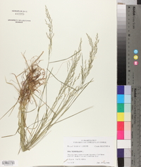 Poa nemoralis image