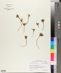 Polygala pauciflora image