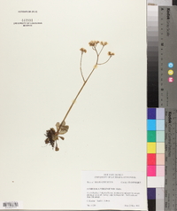 Micranthes californica image