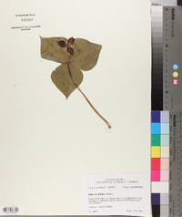 Trillium erectum image