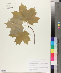 Acer nigrum image