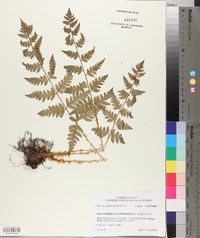 Dryopteris clintoniana image